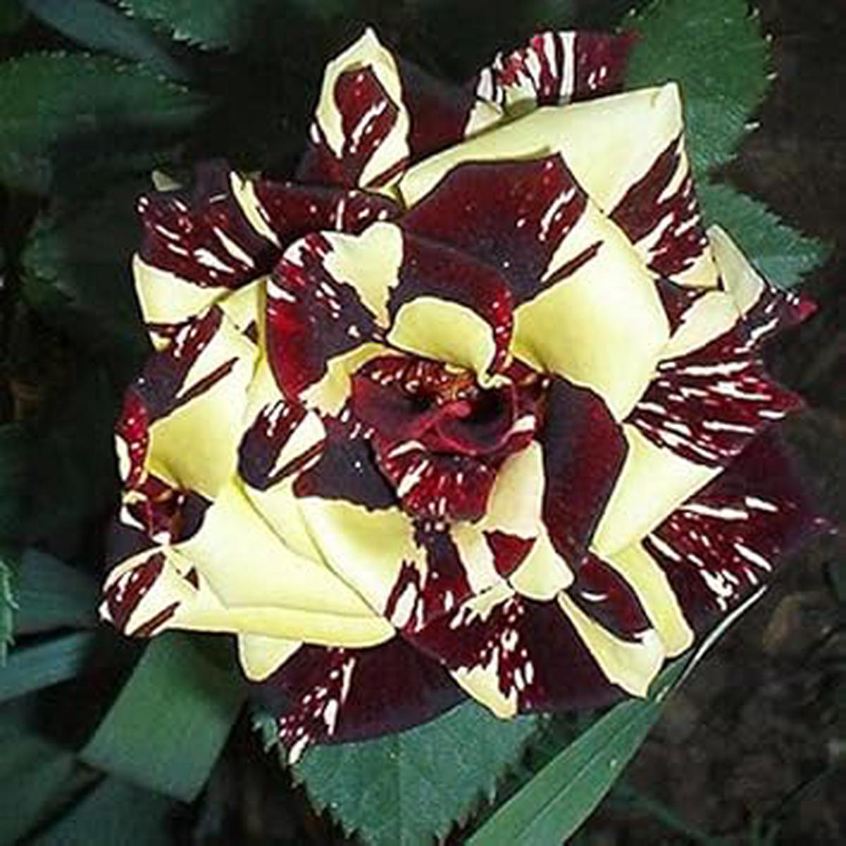 Red Yellow Abracadabra Flower Seeds for Planting | Heirloom Non-GMO High Germination