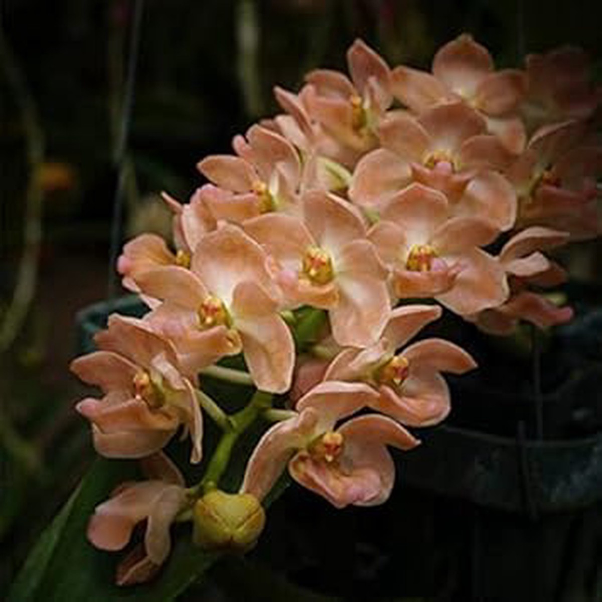 Rhynchostylis Gigantea Orange Orchid Blossom - Heirloom, Non - Gmo Seeds
