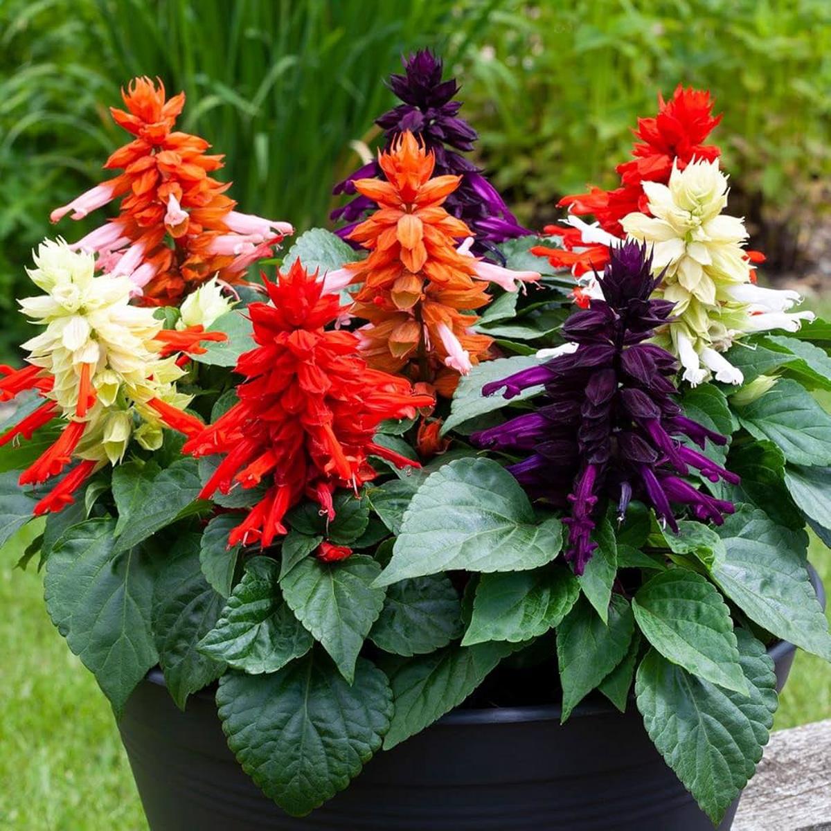 Rose Queen Salvia Seeds Elegant Perennial with Soft Rosy Blooms