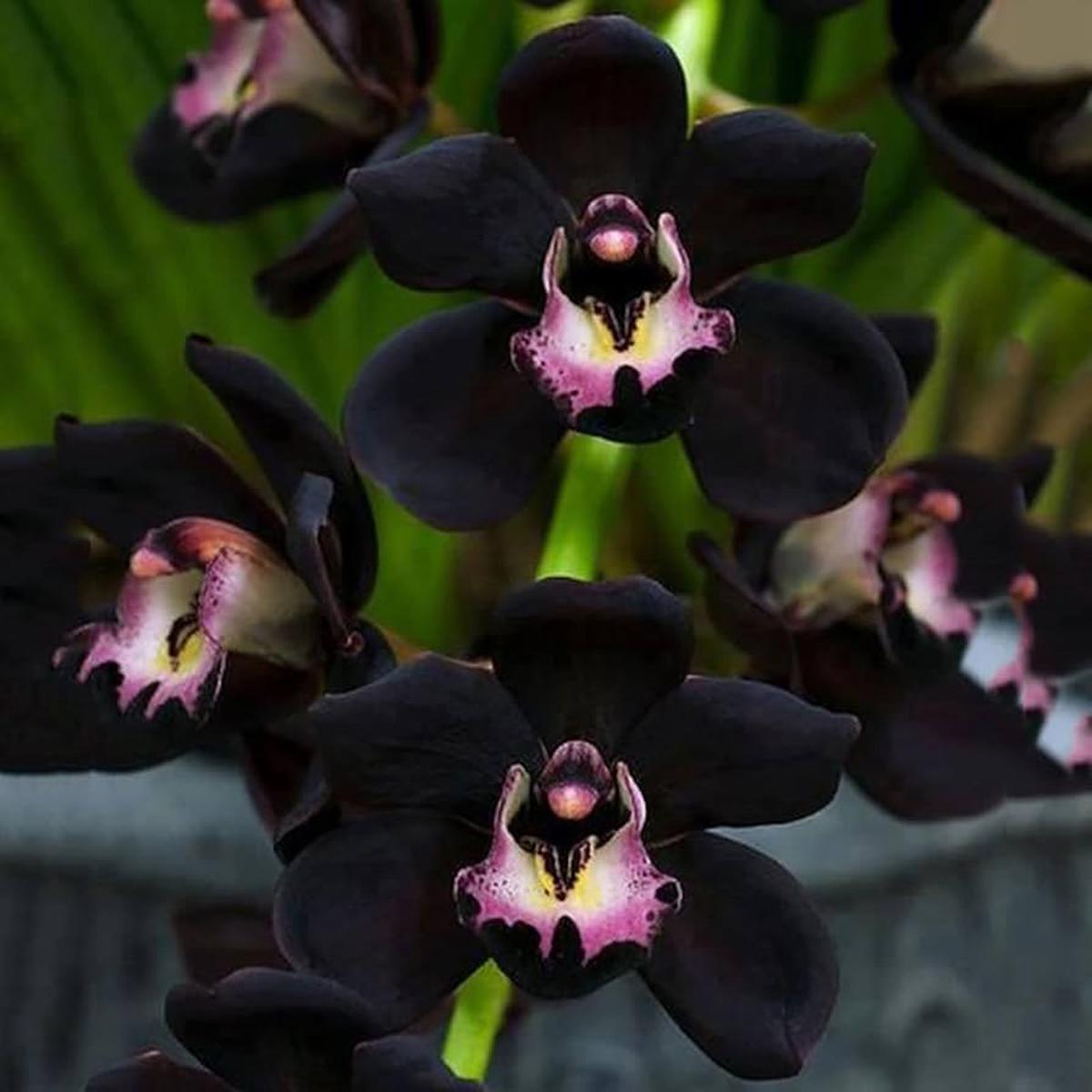 Samen Orchidee Flower Seeds for Planting Heirloom Non-GMO, High Germination Organic Garden Seeds