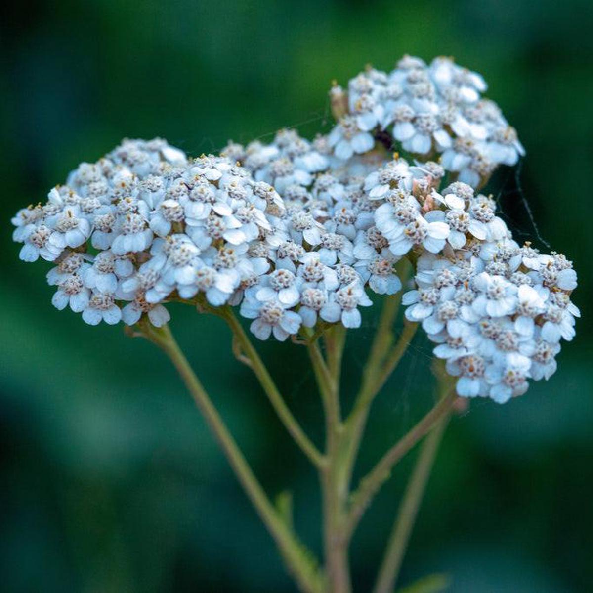 Sky Blue Yarrow (Achillea millefolium) Flower Seeds for Planting Heirloom, Non-GMO, Perennial, Pollinator-Friendly