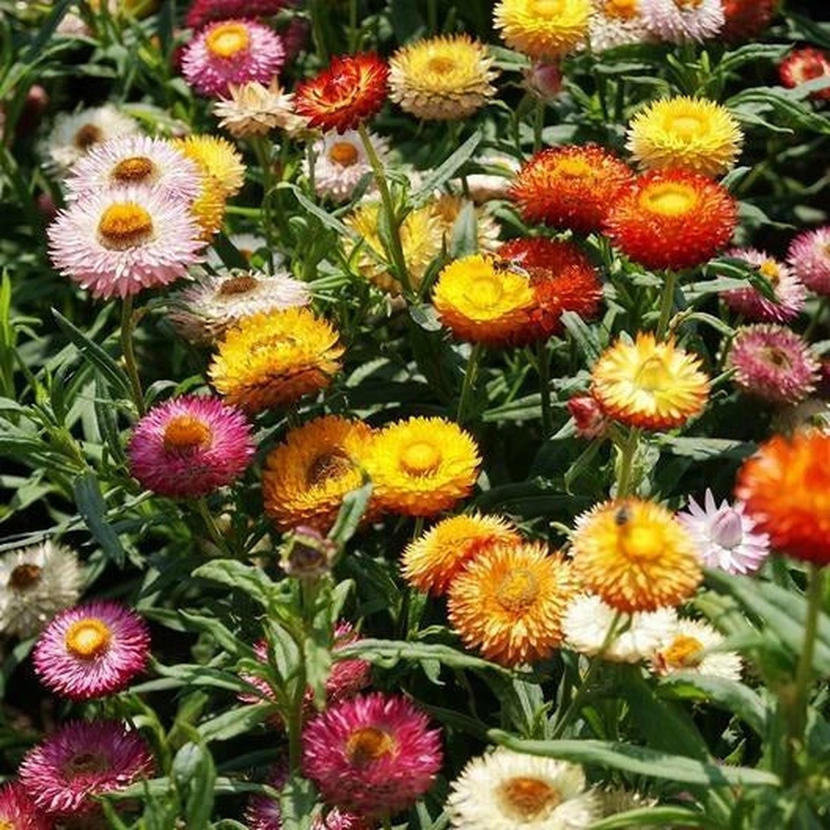 STRAWFLOWER DWARF Mixed Dried Flowers Cut Flowers Tall Seeds Heirloom, Non-GMO, High Germination Organic Garden Seeds