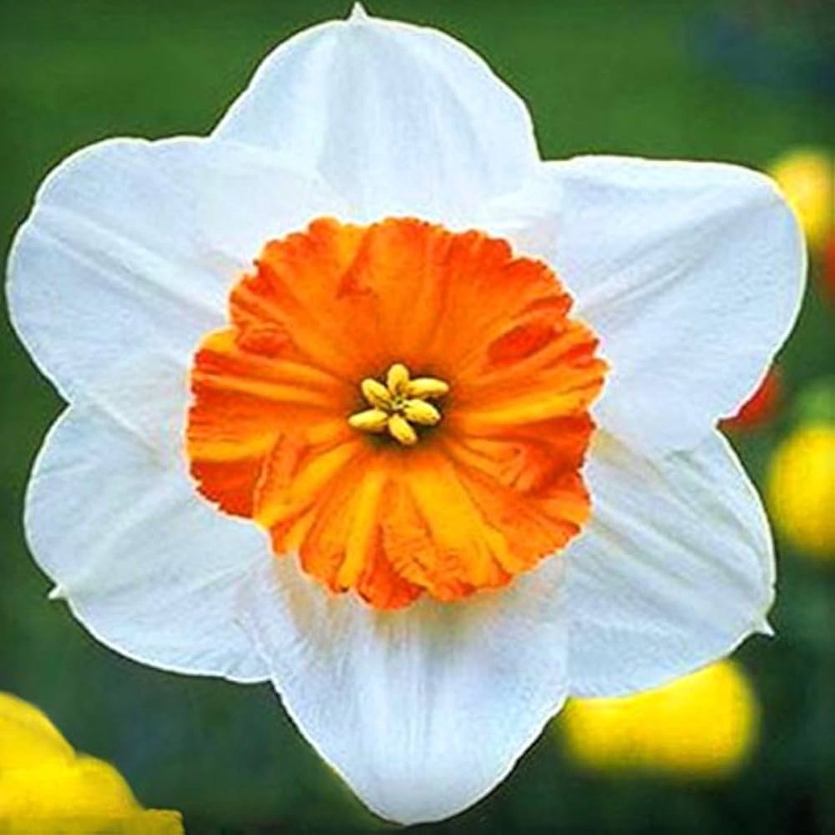 White Blue Daffodil Planting Narcissus Flower Beds And Home Garden Flower Seeds Home