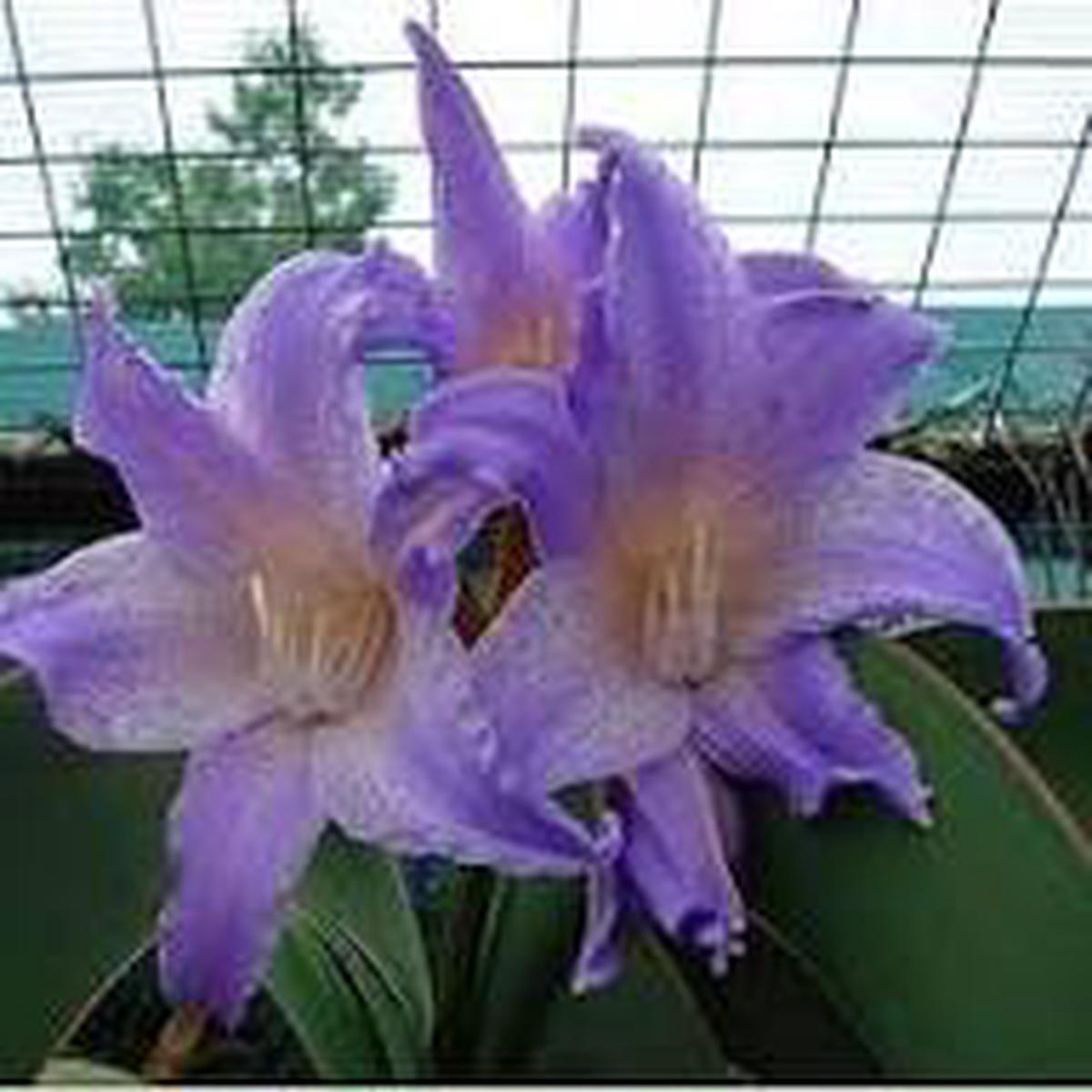 White Blue Hippeastrum Flower Seeds for Planting | Heirloom Non-GMO Organic Garden Seeds, High Germination