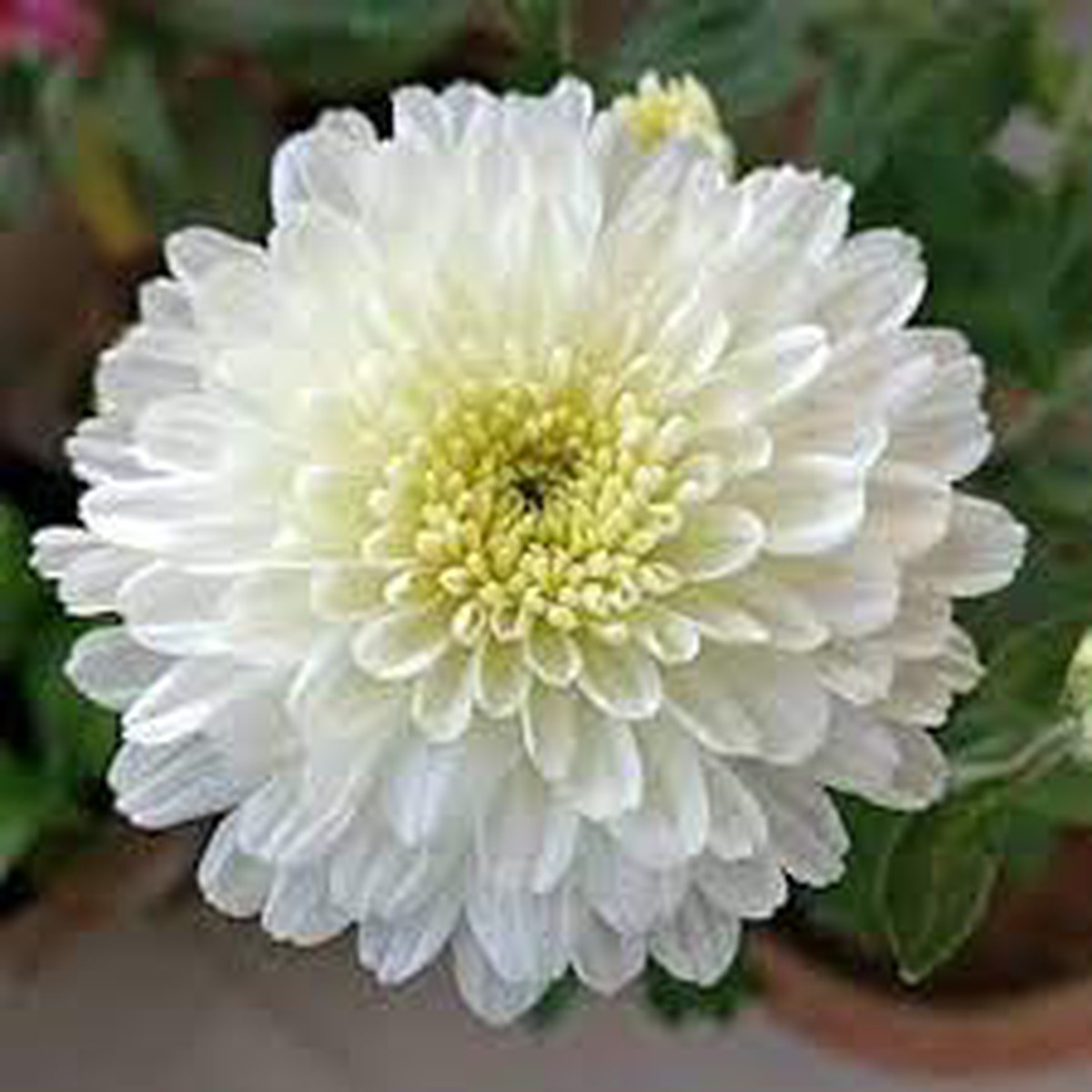 White Chrysanthemum Flower Seeds for Planting - Heirloom Non-GMO High Germination Organic Garden Seeds