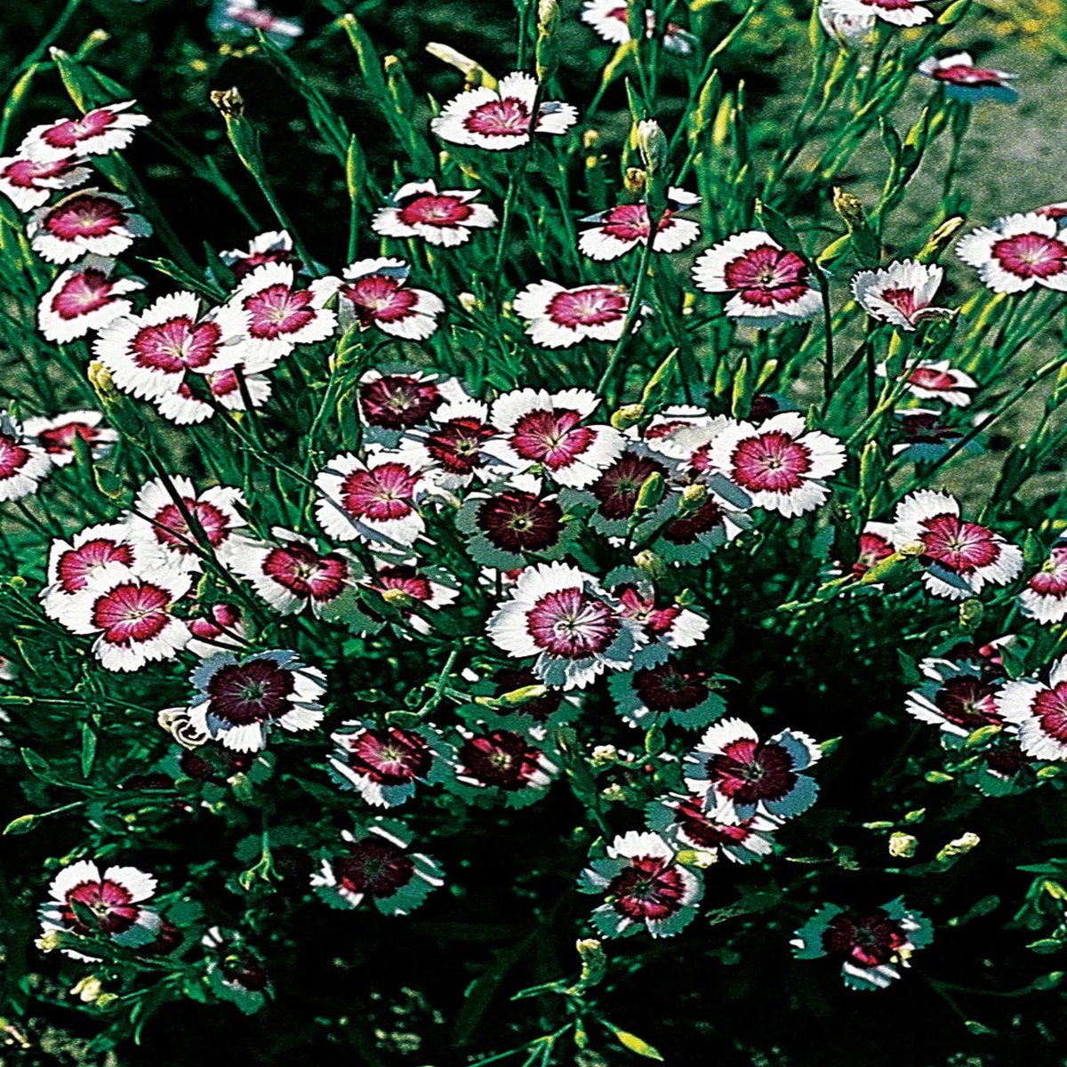White Heather Carnation Arctic Fire Flower For Garden And Landscape Flower Seeds for Home Garden