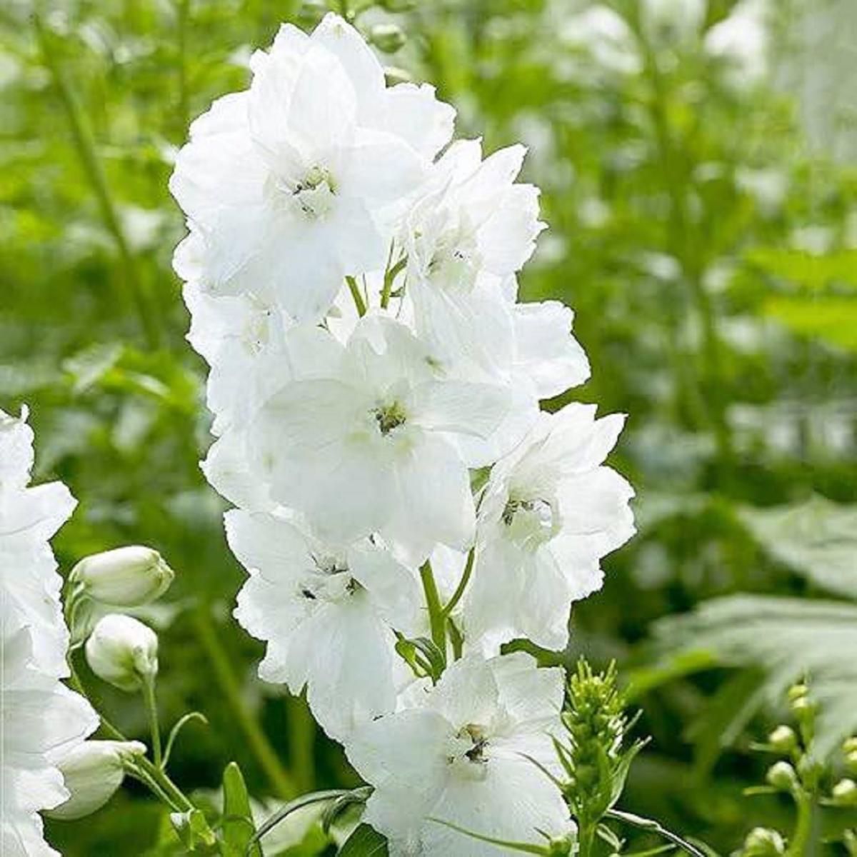 White Larkspur Delphinium elatum King Seeds for Planting flower bed cottage garden