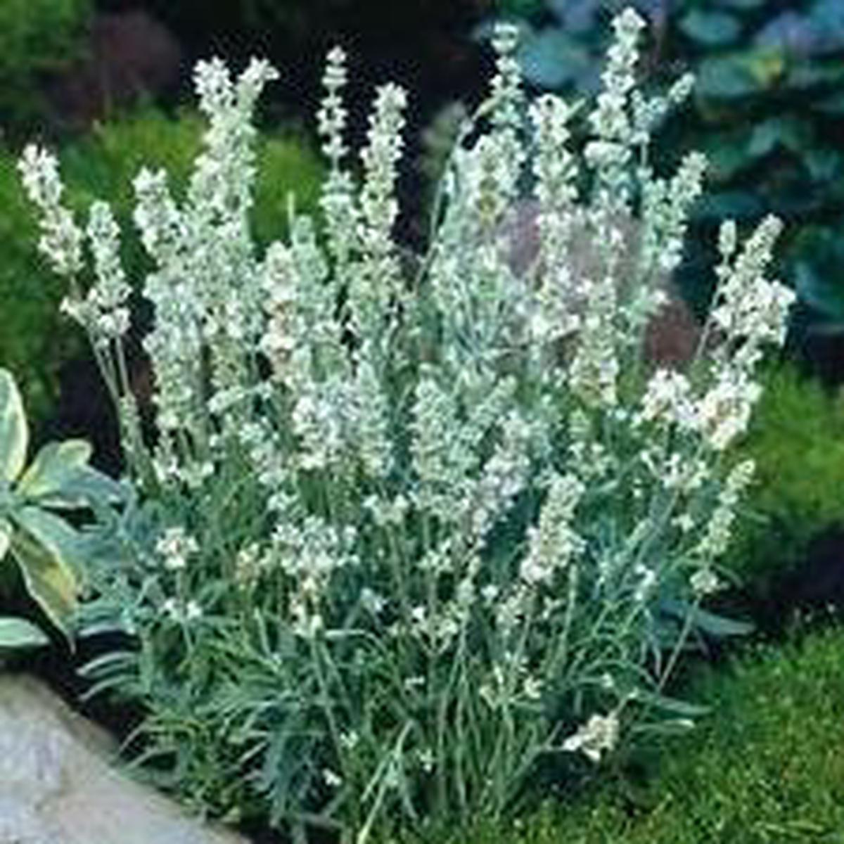White Lavender Ellagance Flower seeds for Planting - Premium Quality, Heirloom & GMO Free Seeds for Home Garden