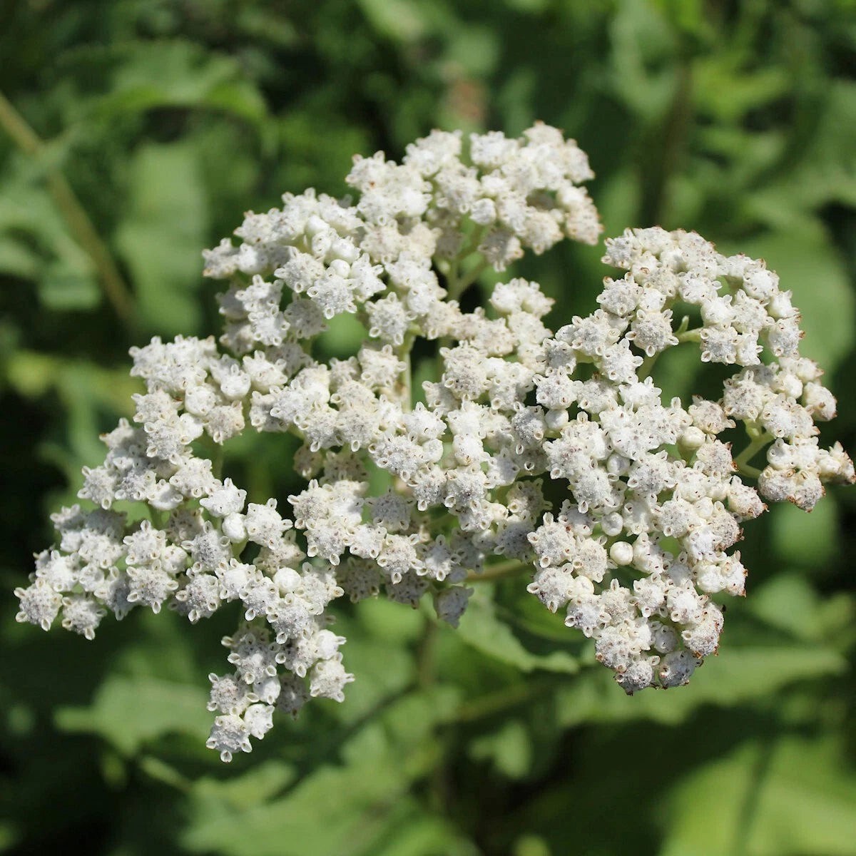 Wild Quinine Wildflower Seeds - Everwilde Farms Mylar Seed Heirloom, Non-GMO, High Germination Organic Garden Seeds