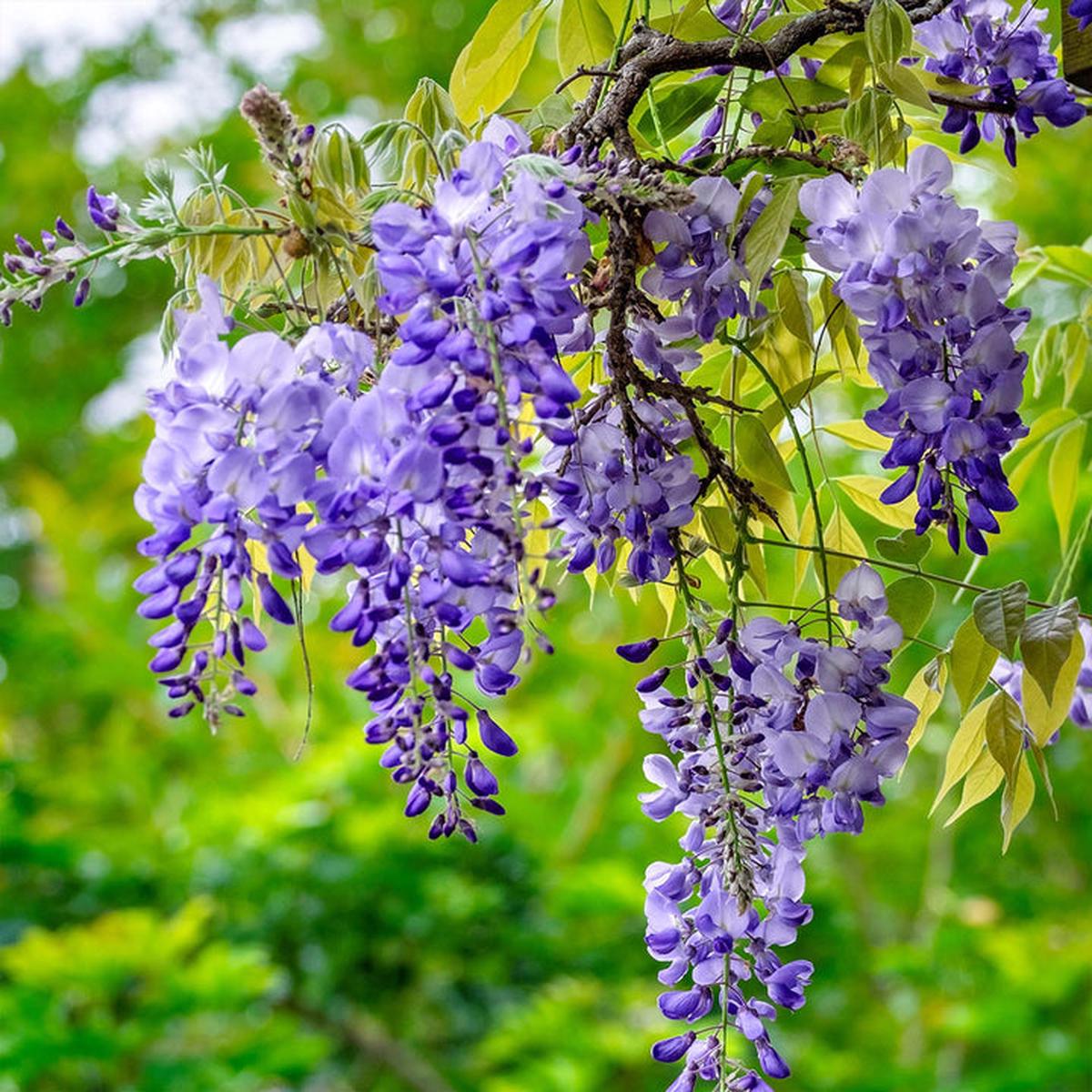 Wisteria Flower seeds for Planting - Drought Tolerant, Heirloom & GMO Free Seeds for Home Garden