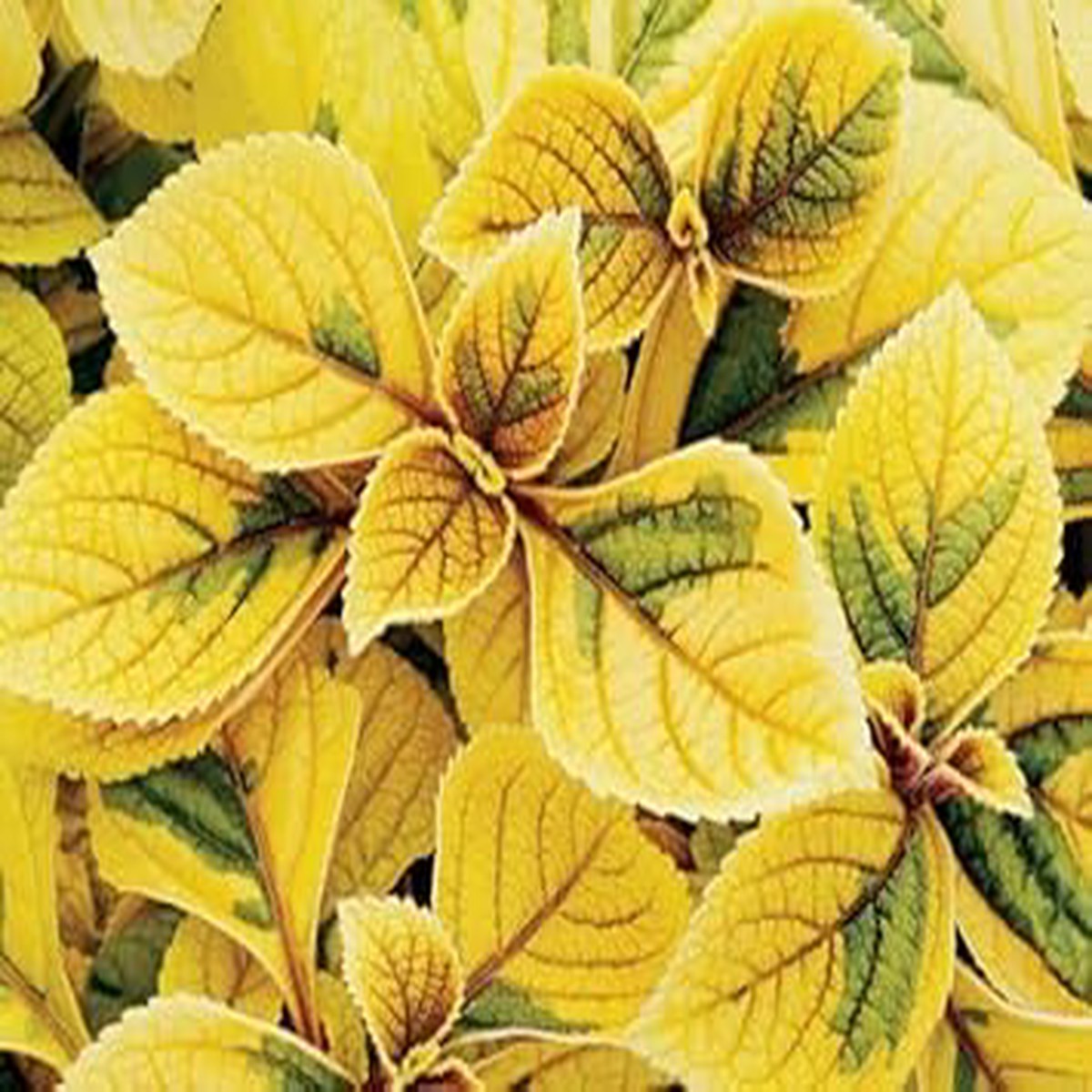 Yellow Coleus Flower seeds for Planting - Garden Favorite, Heirloom & GMO Free Seeds for Home Garden
