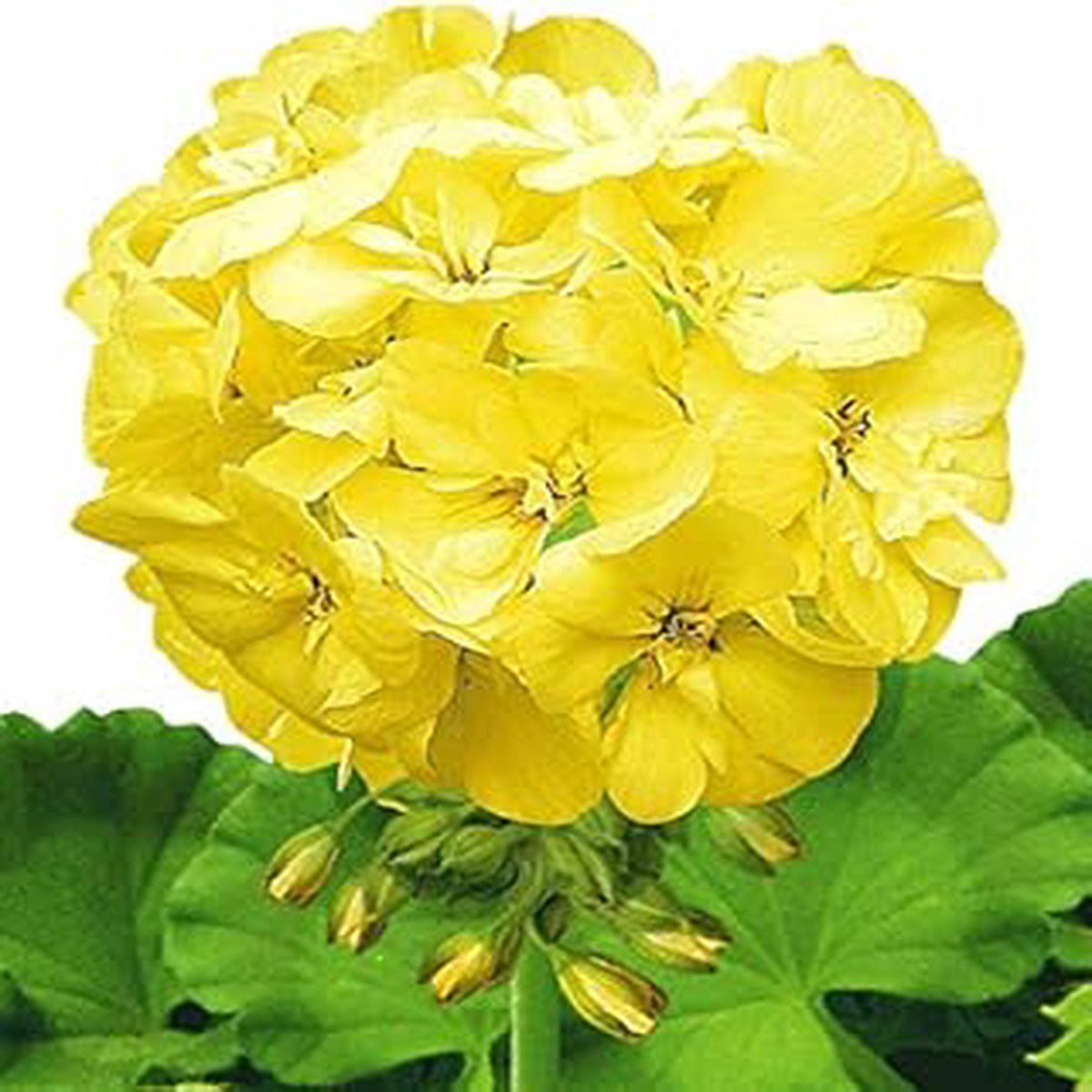 Yellow Mix Pelargonium Peltatum Flower Seeds Heirloom, Non-GMO, High Germination Organic Garden Seeds for Planting