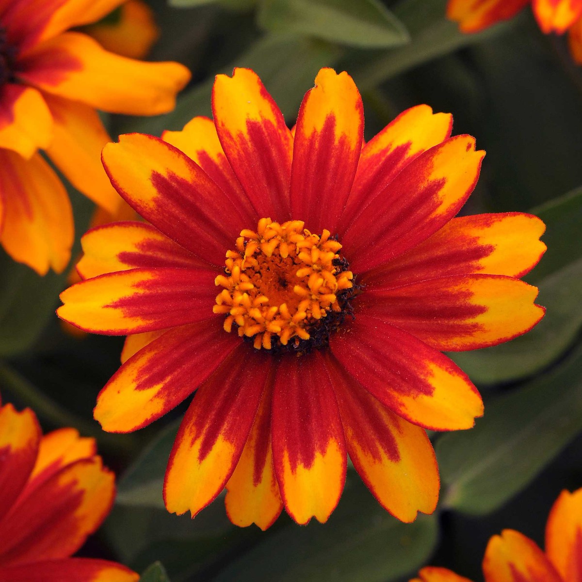 Zinnia Seeds - Zahara Sunburst