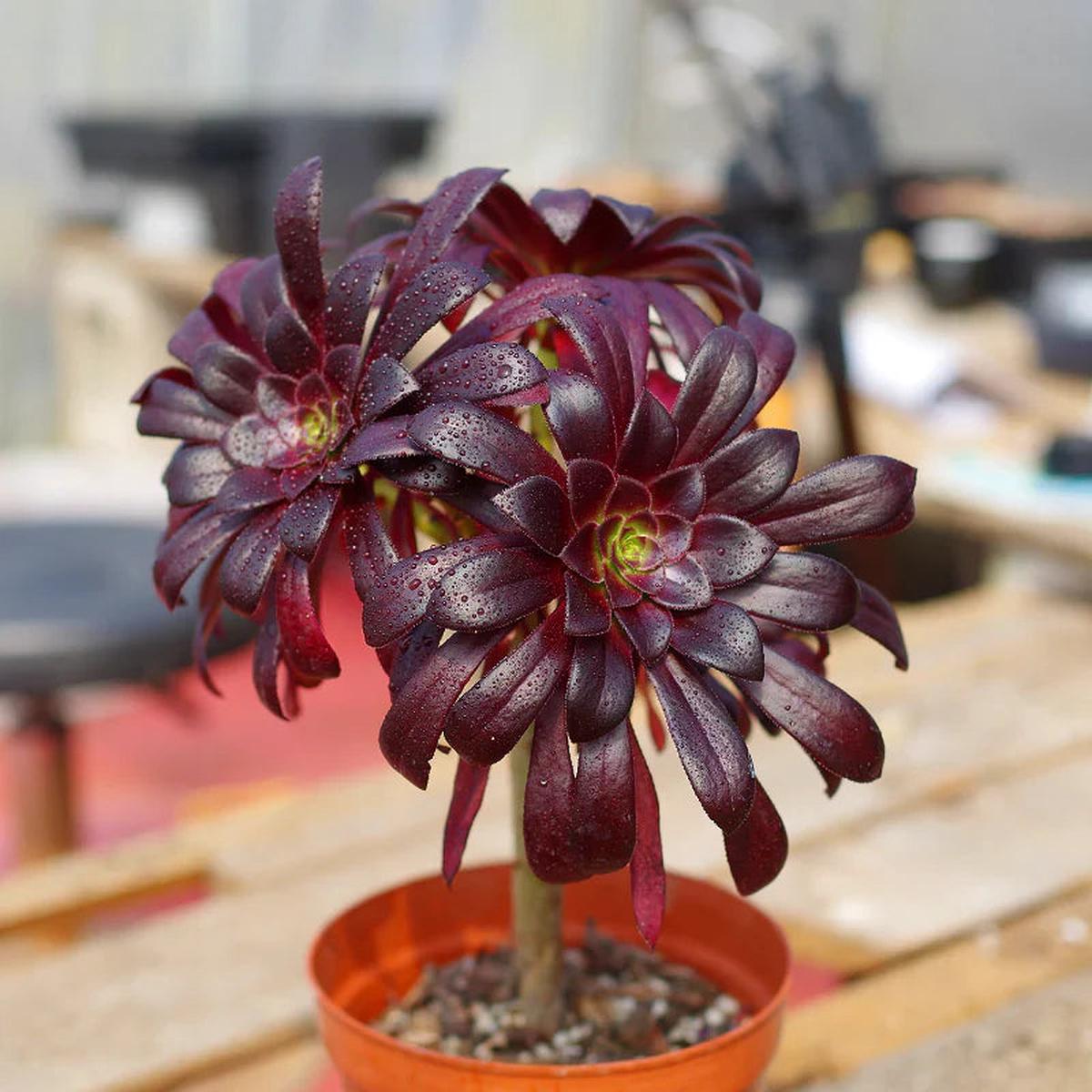 Arboreum Flower seeds for Planting Fragrant Blossoms Heirloom & GMO Free Seeds for Home Garden