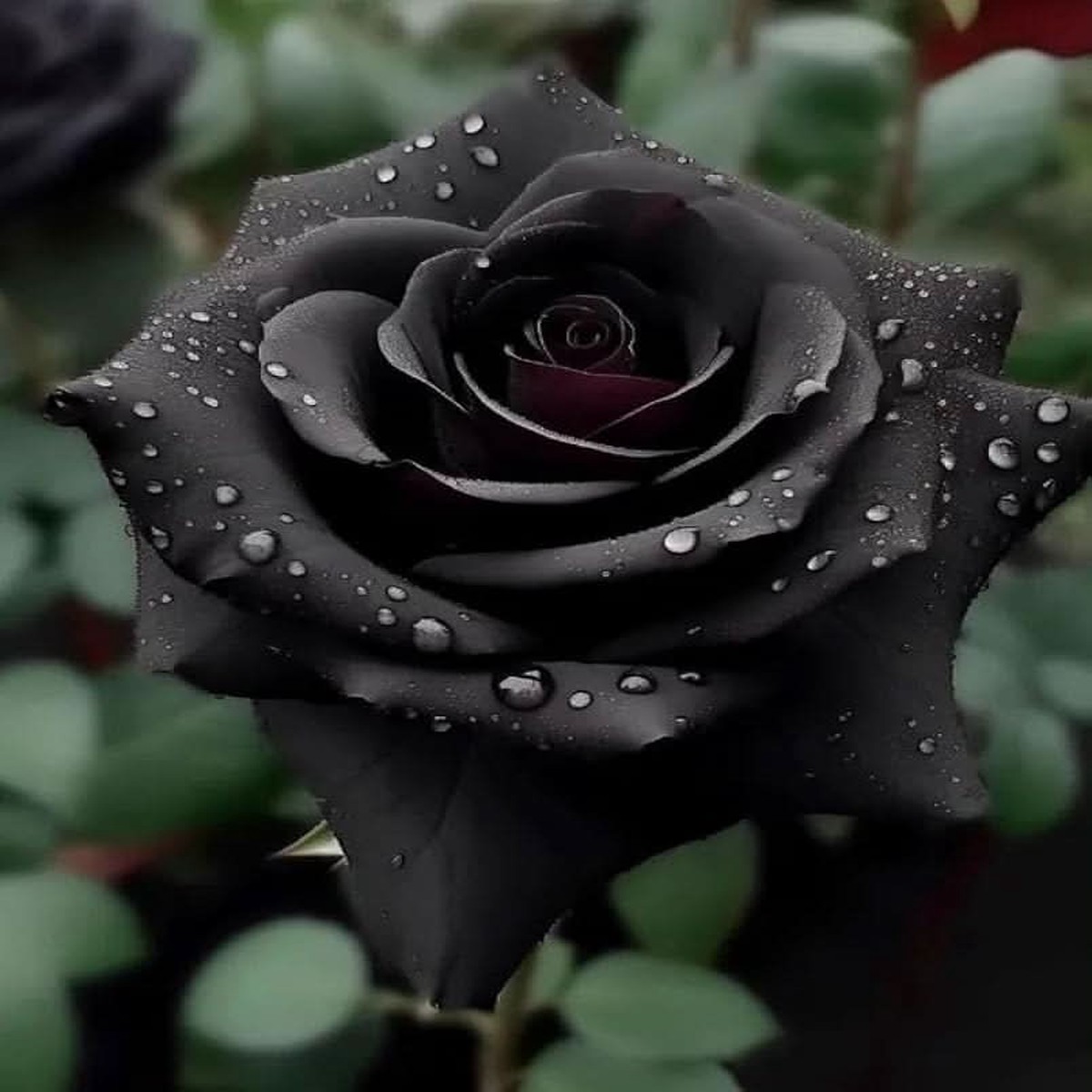 Black Bonsai Rose Rosa Hybrida Flower For Planting In Home Garden Bonsai Displays Decorative
