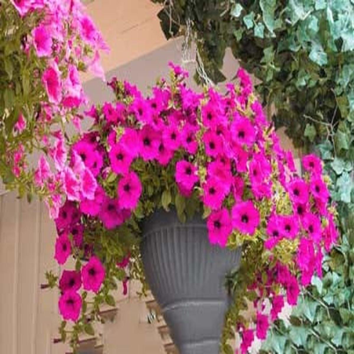 Brick Pink Hanging Petunia Flower Seeds for Planting Heirloom, Non-GMO, Easy to Grow Garden Blooms