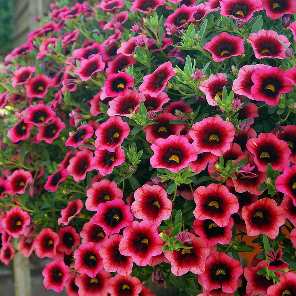 Calibrachoa Mini Petunia Flower Seeds for Planting Heirloom, Non-GMO, Compact Blooms