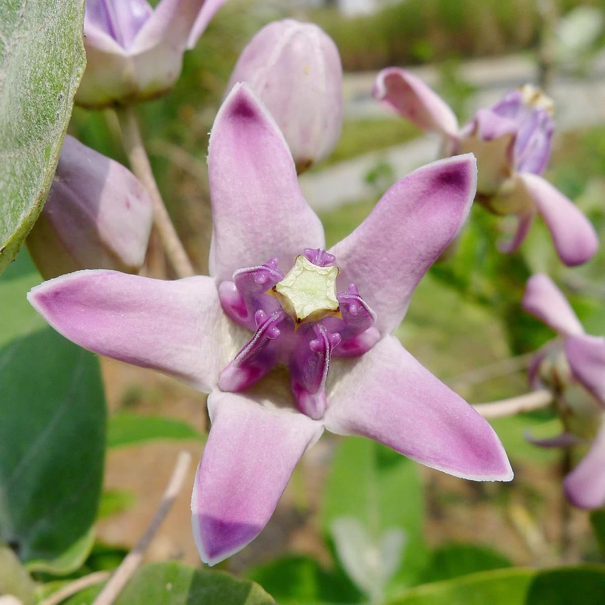 Calotropis Gigantea Seeds Giant Milkweed