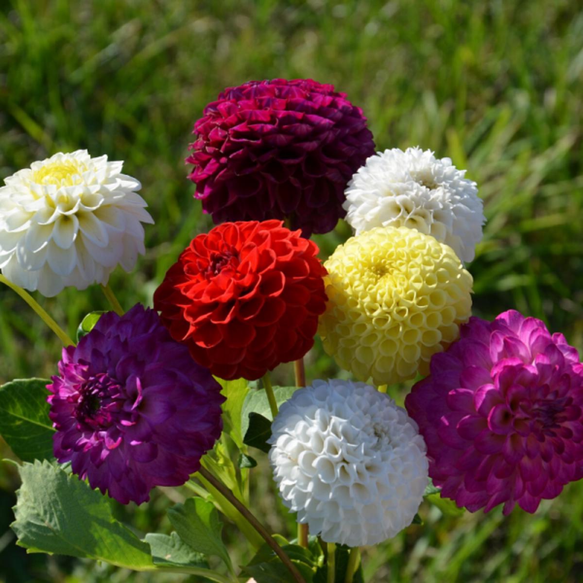 Dahlia Flower seeds for Planting Vibrant Colors Heirloom & GMO Free Seeds for Home Garden