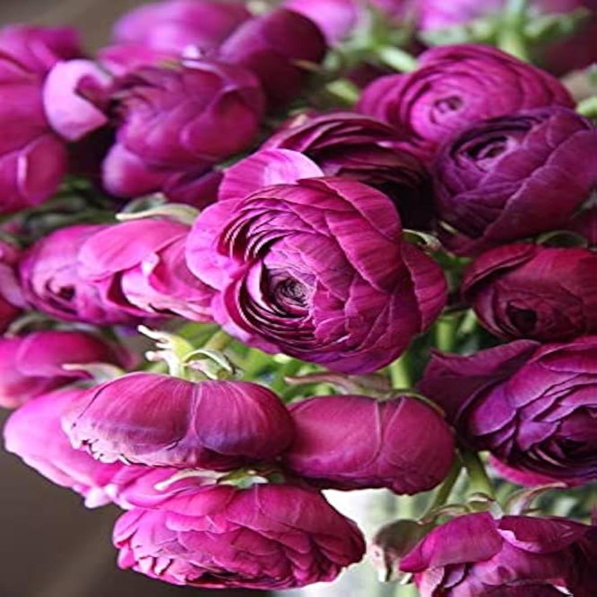 Dark Pink Ranunculus Flower Seeds for Planting Heirloom, Non-GMO, High Germination Organic Garden Seeds