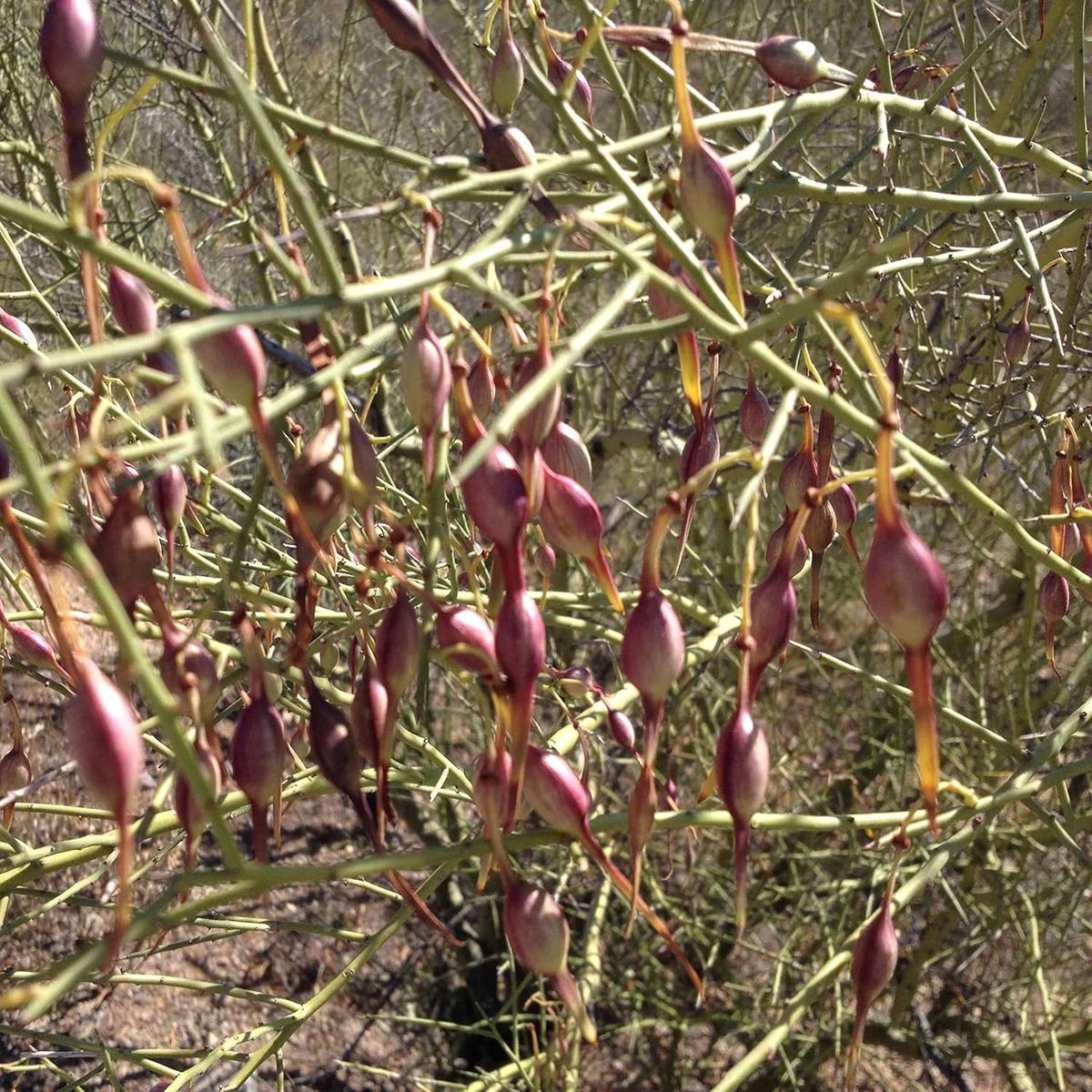 Desert Ironwood Tree Planting Seeds - Non-GMO, Heirloom - 100 pcs