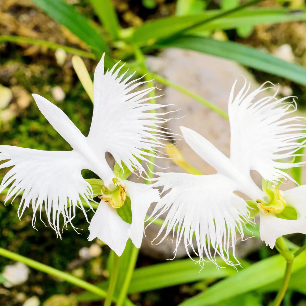 Egret Bonsai Flower seeds for Planting Colorful Display Heirloom & GMO Free Seeds for Home Garden