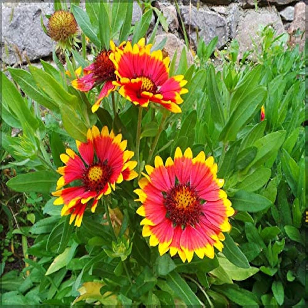 Gaillardia Burgundy Blanketflower Seeds Deep Red Perennial Blooms