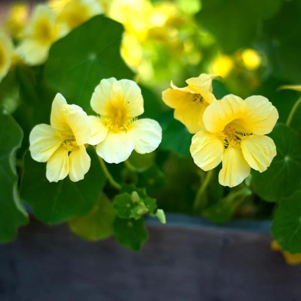 Green Yellow Nasturtium Flower Seeds for Planting Cottage Garden Essential, Heirloom, Non-GMO