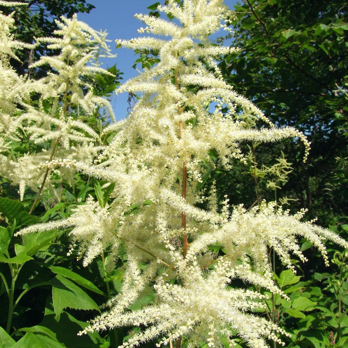 Heirloom Non-GMO Aruncus Flower Seeds for Planting Elegant Garden Perennial Blooms