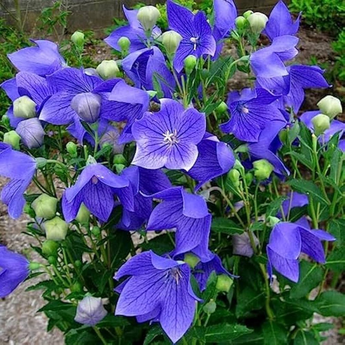 Heirloom Non-GMO Blue Balloon Flower - Seeds for Striking, Balloon-Like Blooms in Your Garden