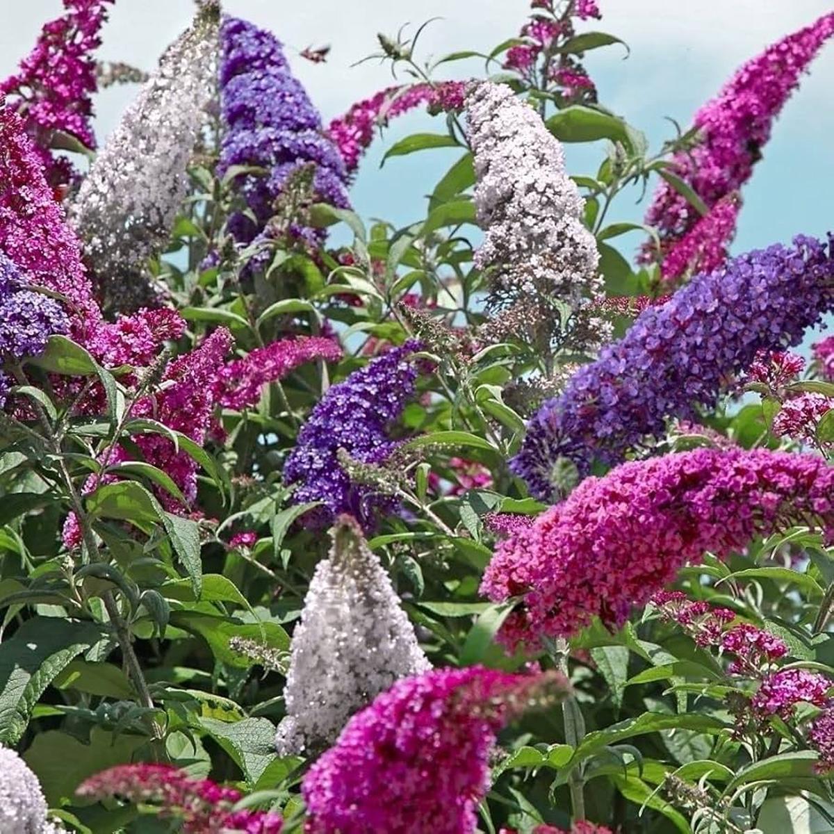 Heirloom Non-GMO Buddleia Trikolore Flower Seeds for Garden Planting Butterfly-Attracting Blooms