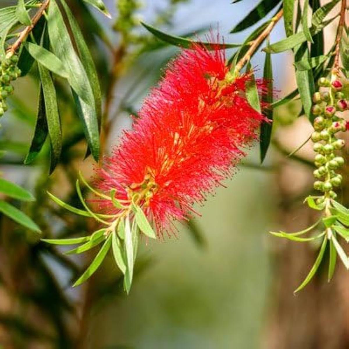 Heirloom Non-GMO Callistemon Flower Seeds for Planting Vibrant Red Bottlebrush High Germination Organic Garden Seeds