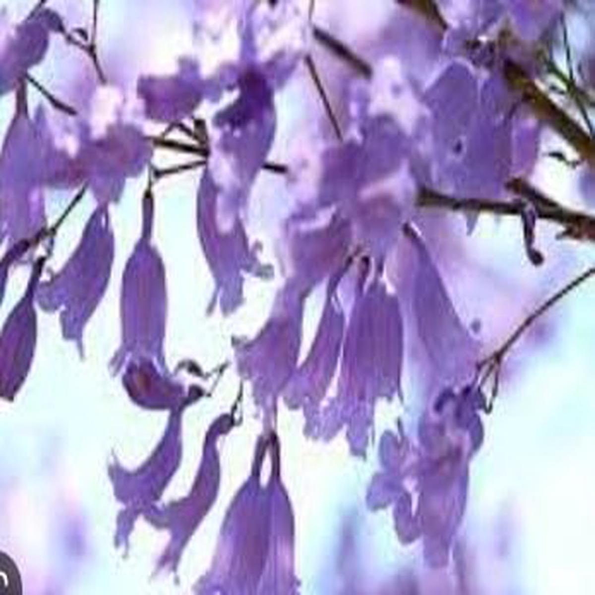 Heirloom Non-GMO Lavender Jacaranda Flower Seeds for Garden Planting | High Germination Organic Garden Seeds