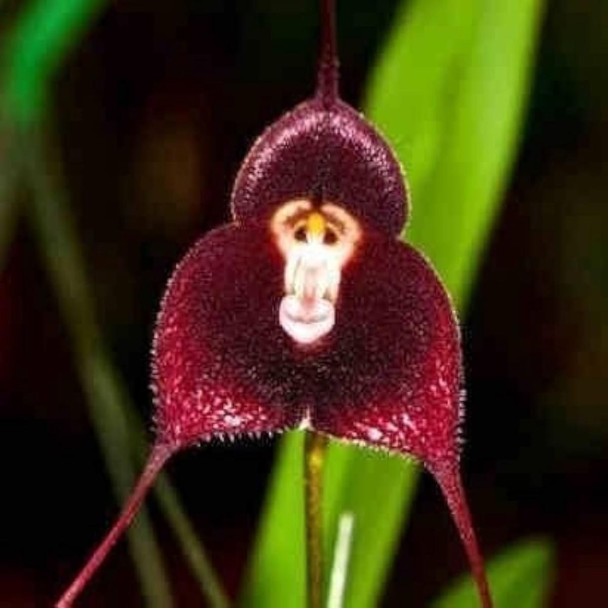 Heirloom Non-GMO Monkey Face Orchid Seeds for Planting Rare Potted Peru Flower Blooms