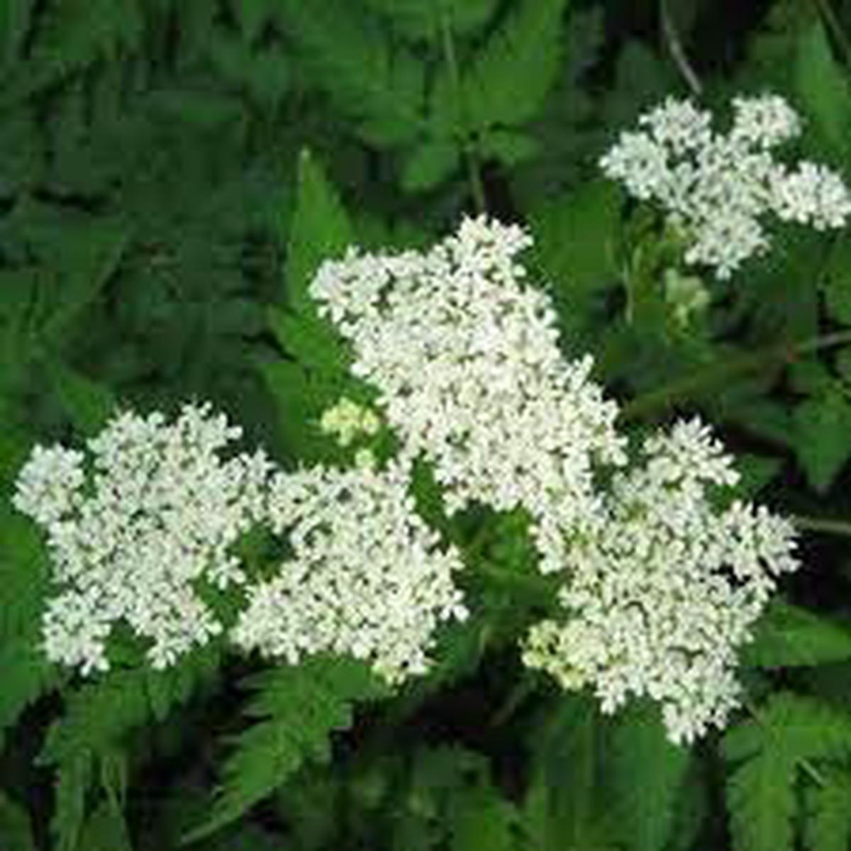 Heirloom Non-GMO Sweet Cicely Flower Seeds for Planting Organic Garden Seeds with Aromatic Shade Blooms