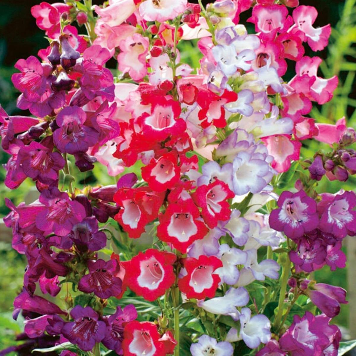 Heirloom Penstemon Flower Seeds for Garden Planting Non-GMO, Hummingbird-Friendly, High Germination Seeds