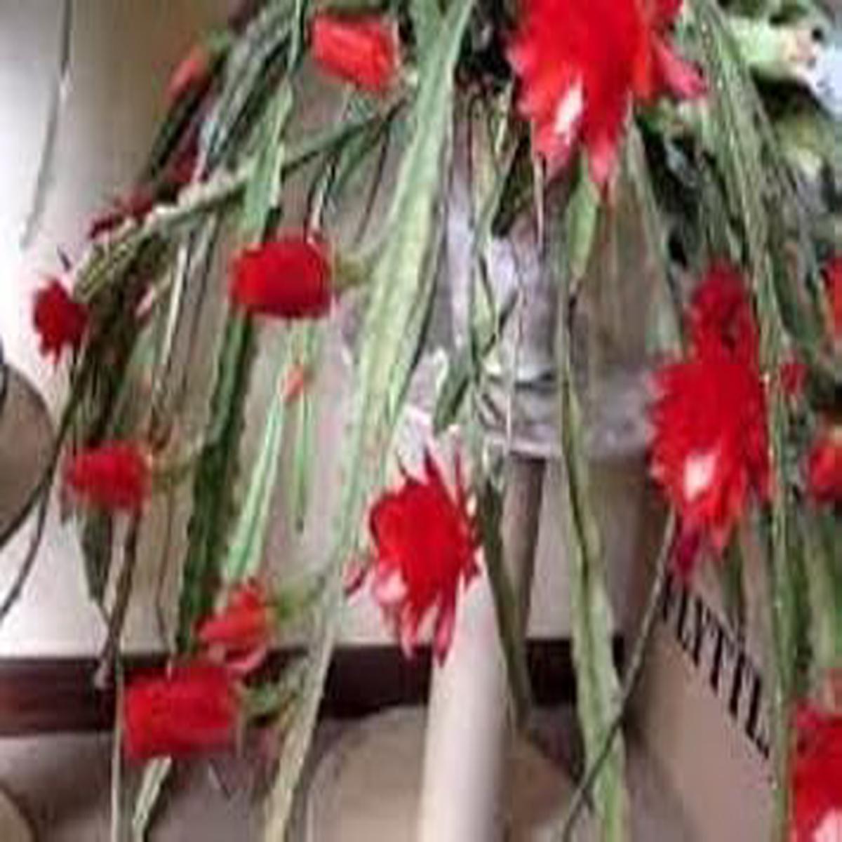 Heirloom Red Nopalxochia Flower Seeds for Planting Non-GMO, High Germination Rare Cactus Organic Garden Seeds