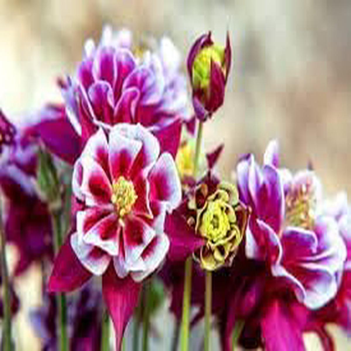 Heirloom Winky Double Flower Seeds for Garden Planting, Non-GMO, Blooms for Shade Gardens