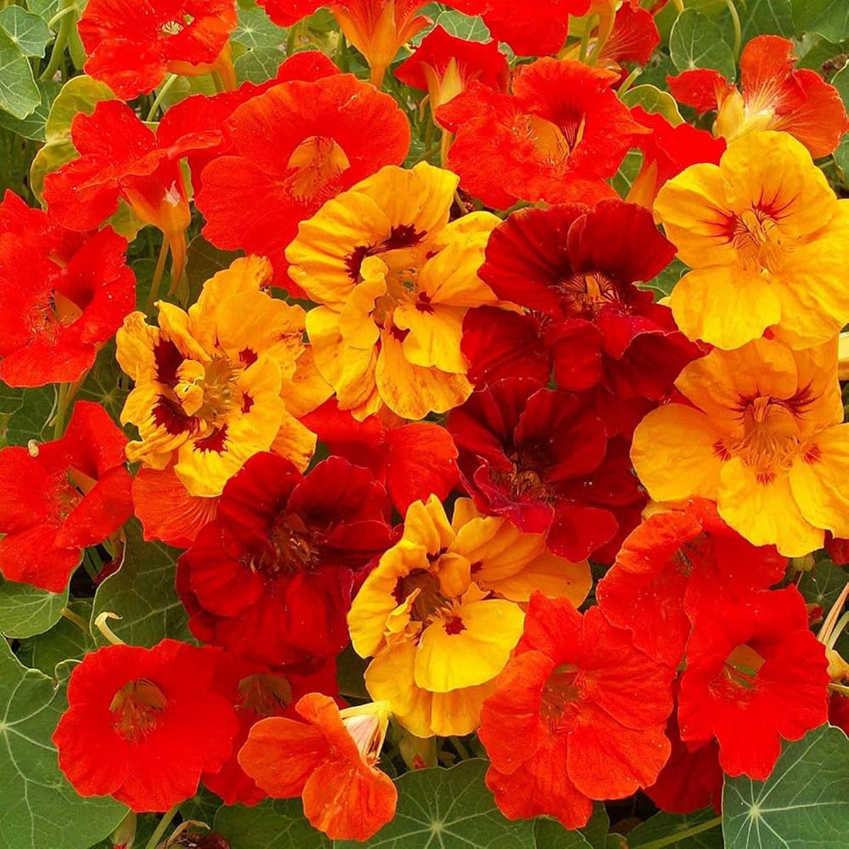 Jewel Mix Nasturtium Tropaeolum majus Seeds for Planting flower bed edible garden
