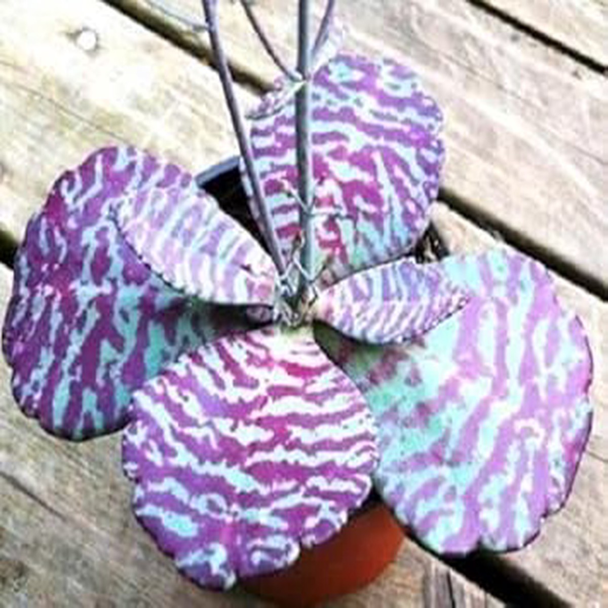 Kalanchoe Humilis Purple White Seeds Organic, Heirloom, Non-GMO Seeds for Planting