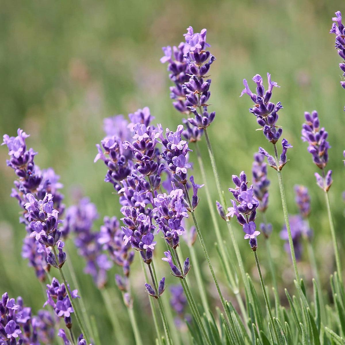Lavender Fragrant Flower seeds for Planting Long Bloom Season Heirloom & GMO Free Seeds for Home Garden Sale