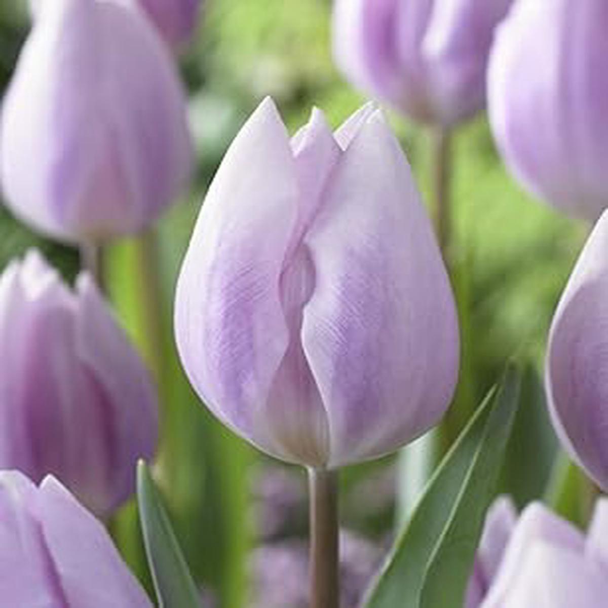 Light Purple Tulip Flower Seeds for Planting Heirloom, Non-GMO, High Germination Organic Garden Seeds