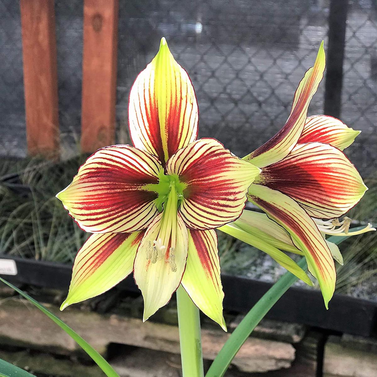 Light Yellow Hippeastrum Flower Seeds for Planting | Heirloom Non-GMO Organic Garden Seeds
