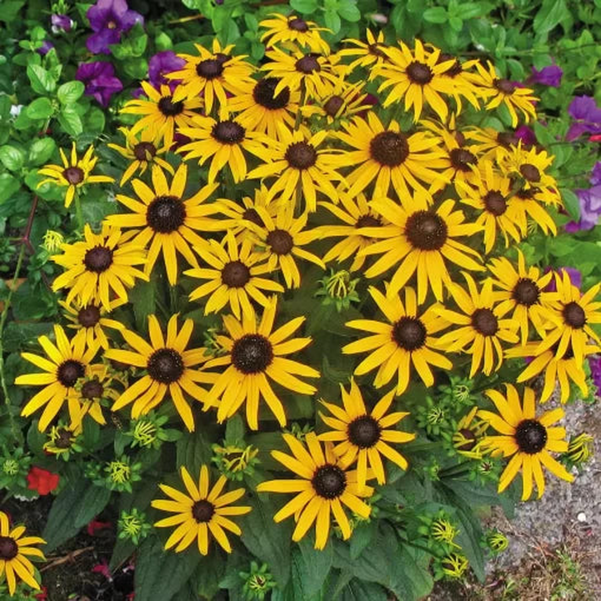 Little Goldstar Rudbeckia Seeds | Compact Golden Black-Eyed Susan Heirloom, Non-GMO, High Germination Organic Garden Seeds