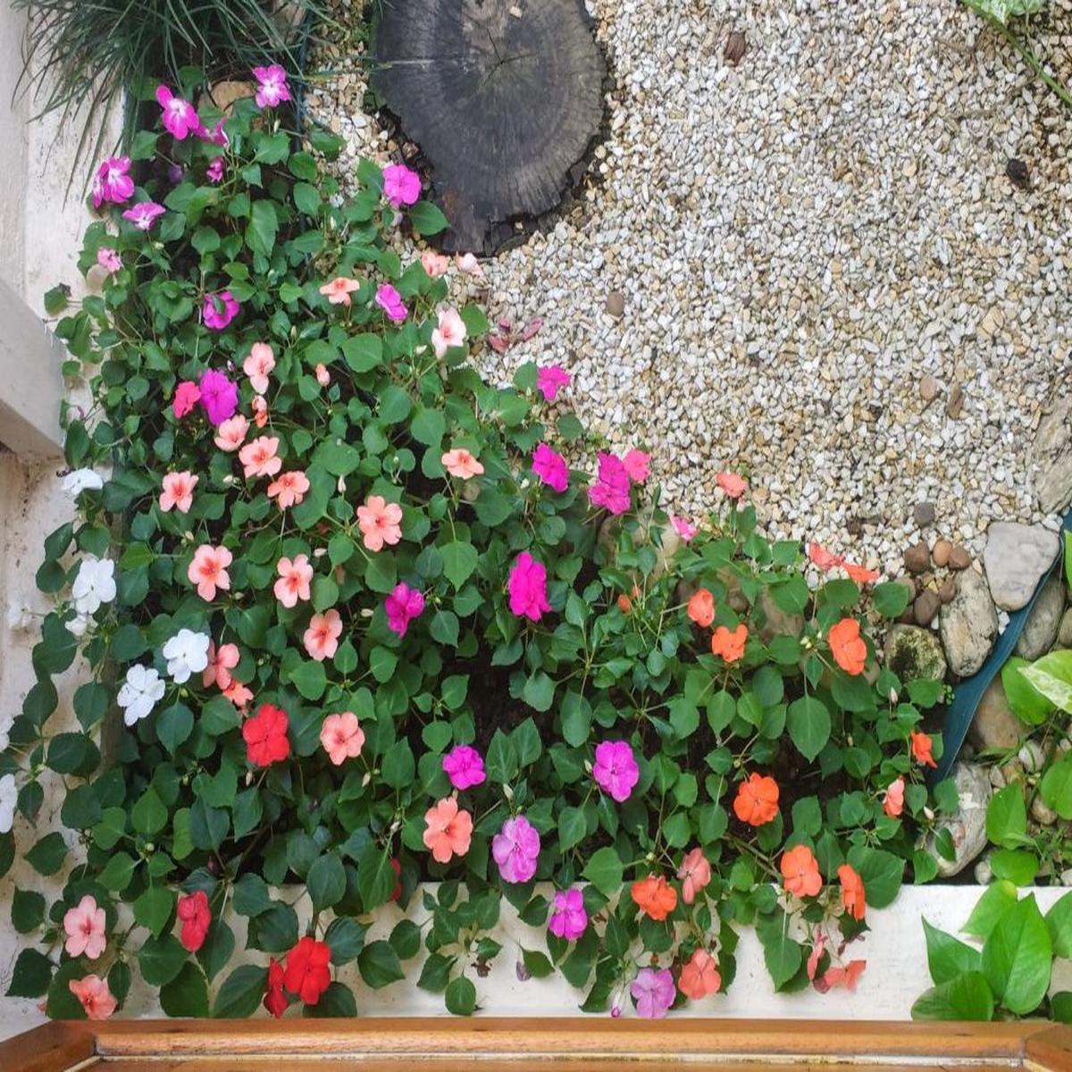 Lizzie Flower seeds for Planting - Wildflower Mix, Heirloom & GMO Free Seeds for Home Garden