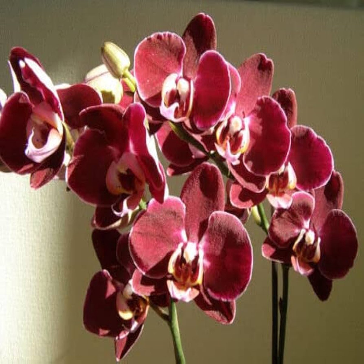 Marron Phalaenopsis Orchid Flower seeds for Planting Easy to Grow Heirloom & GMO Free Seeds for Home Garden Sale