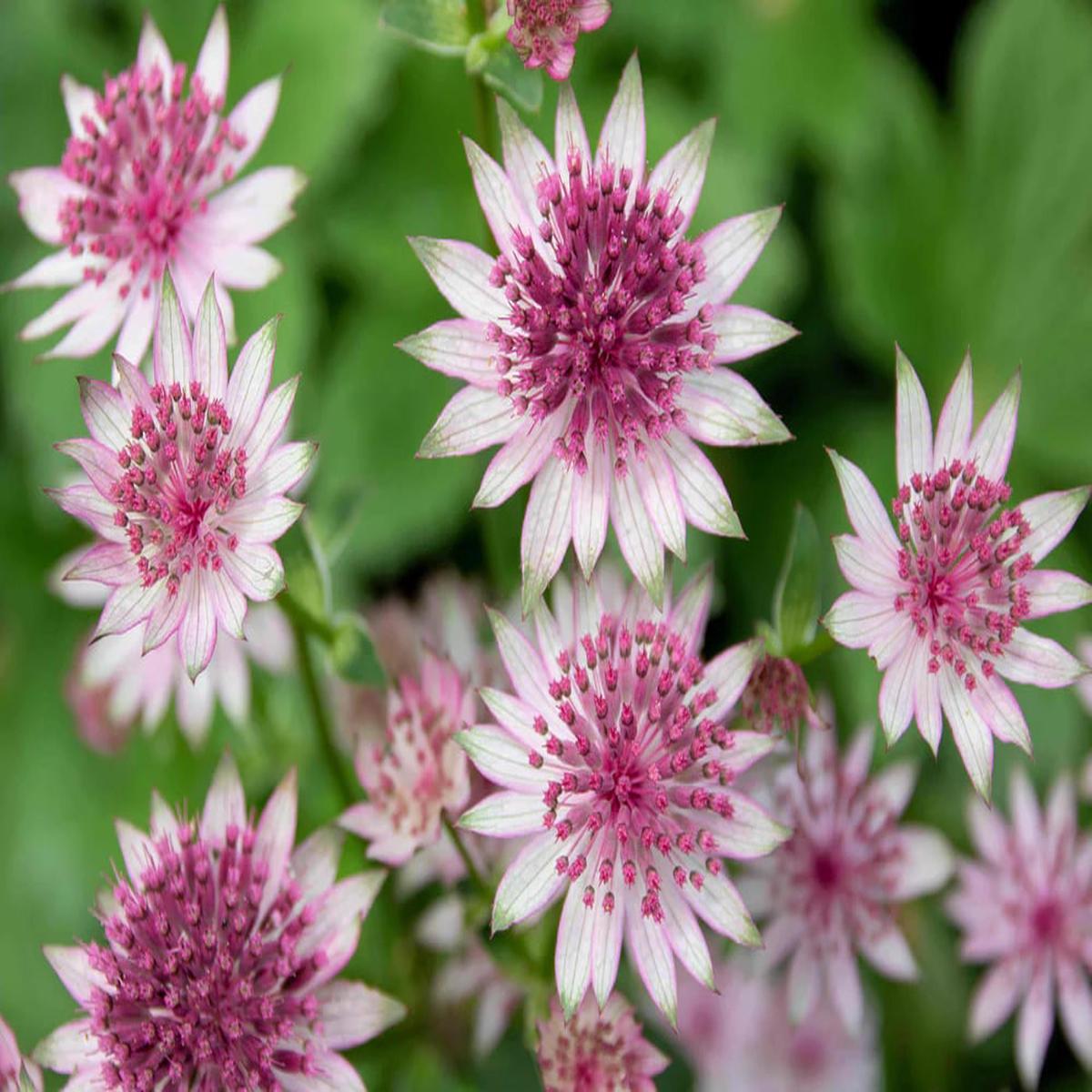 Masterwort Flower Seeds for Planting Garden Favorite Heirloom Non-GMO High Germination Organic Seeds
