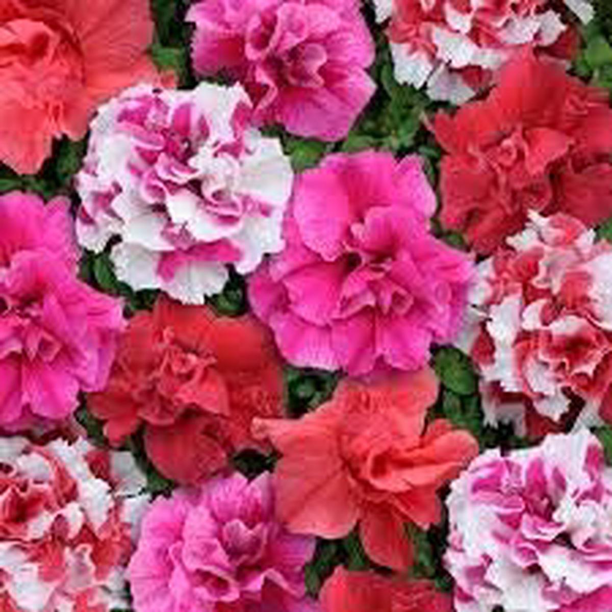 Mixed Colour Double Petunia Seeds for Planting Heirloom Non-GMO High Germination Organic Garden Flower Seeds