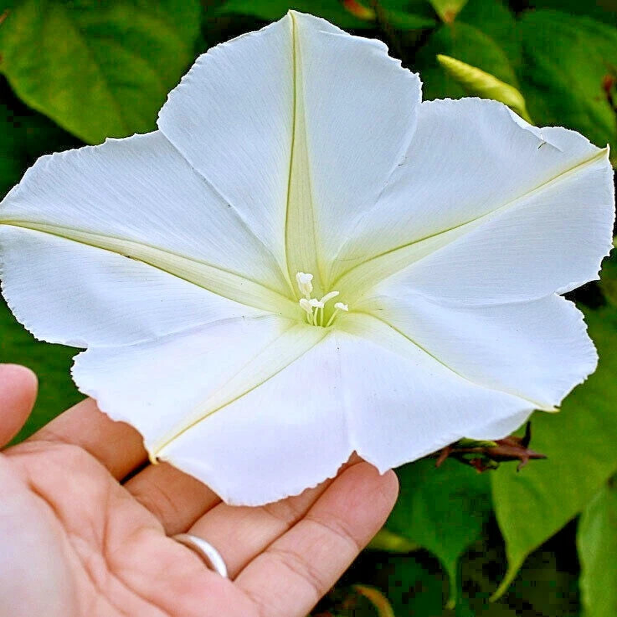 MOONFLOWER Flower Seeds Native Wildflower Climbing Flowering Vine Fragrant Heirloom, Non-GMO, High Germination Organic Garden Seeds