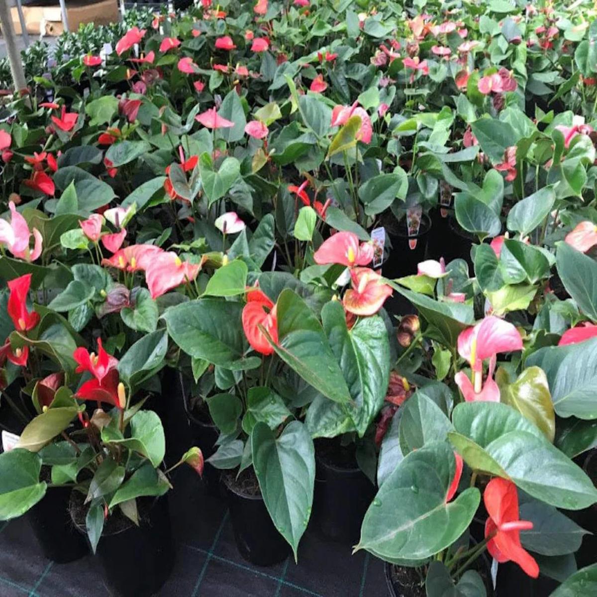 MultiColour Anthurium Flower seeds for Planting Low Maintenance Heirloom & GMO Free Seeds for Home Garden Sale